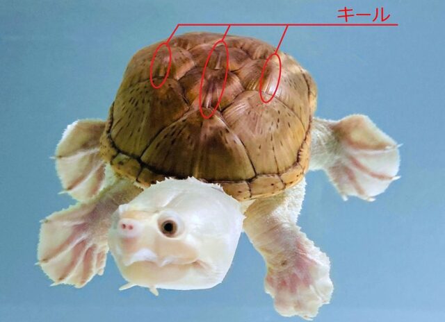 ハラガケガメ の 個体群（ ジャイアントフォーム ）その 2 キール の ようす