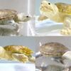 ハラガケガメの情報と飼育方法【餌の頻度と成長過程、販売価格も】アイキャッチ画像