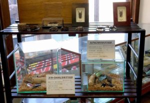 『昆虫の館』店内のようす その7