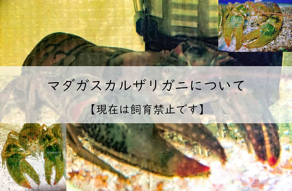 マダガスカルザリガニについて【現在は飼育禁止です】アイキャッチ画像