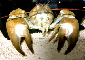 ウチダザリガニ脱皮後のようす