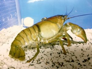 実際に飼育していたウチダザリガニ その2