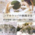 ソデカラッパの飼育方法。飼育環境と餌や水温について解説。アイキャッチ画像