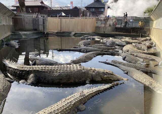 地獄めぐり 鬼山地獄 ( ワニ地獄 ) の 施設情報 を 徹底解説 ! その 1