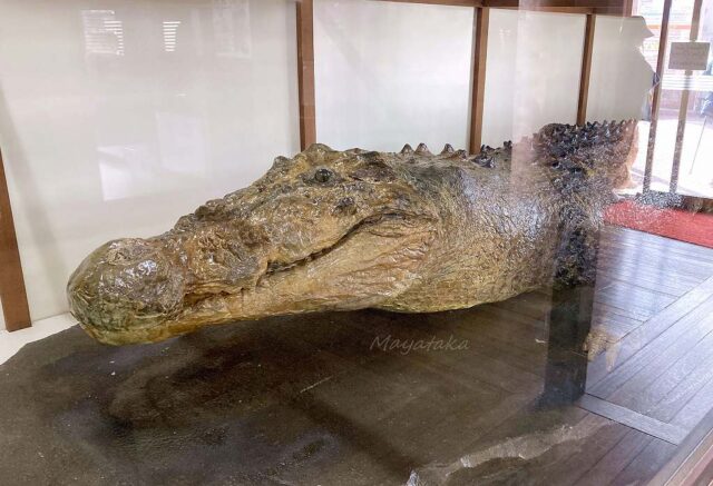 地獄めぐり 鬼山地獄 ( ワニ地獄 ) の 施設情報 を 徹底解説 ! その 2