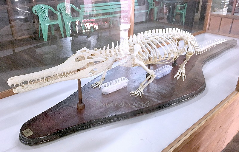 マレーガビアル ( ガビアルモドキ ) の 骨格標本 その１
