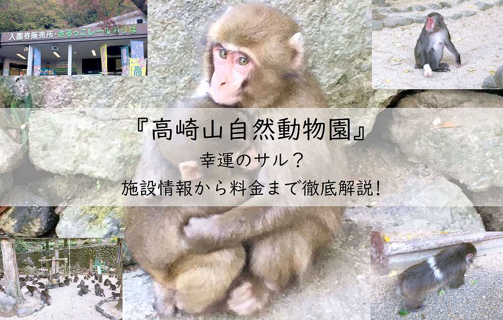 『高崎山自然動物園』幸運のサルについて。施設情報から料金まで徹底解説!アイキャッチ画像