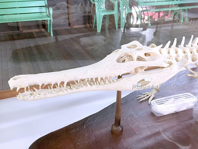 マレーガビアル ( ガビアルモドキ ) の骨格標本 その２