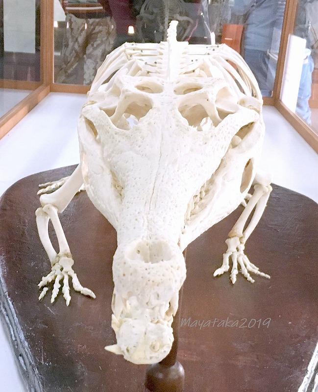 マレーガビアル ( ガビアルモドキ ) の骨格標本 その３