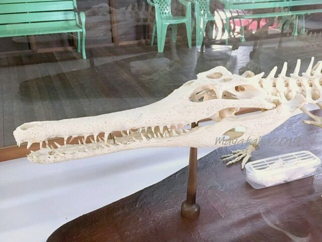 マレーガビアル ( ガビアルモドキ ) の 骨格標本 その 2