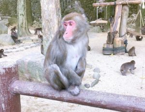 おさるさんのようす その6