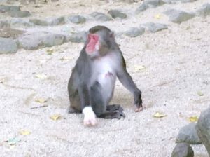 高崎山自然動物園の幸運のおさるさん その2
