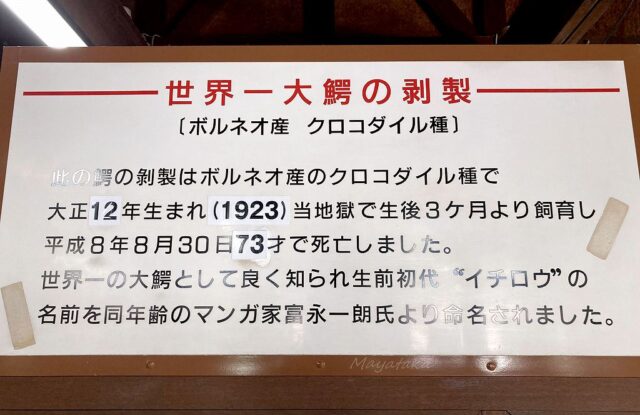 初代 イチロウ 君 の 剥製 その 3