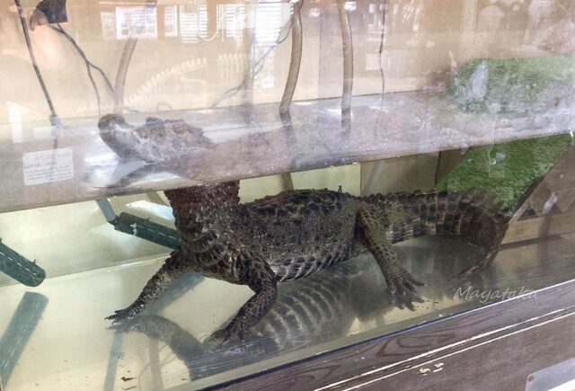 ブラジルカイマン ( ガク君 オス ) の 飼育水槽