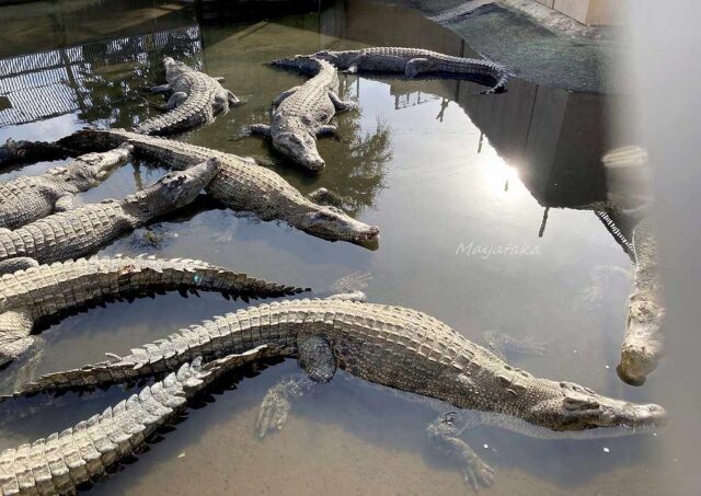 地獄めぐり 鬼山地獄 ( ワニ 地獄 ) の 施設情報