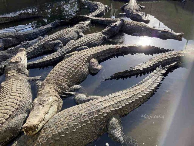 ワニ の 餌付け ( 餌付け 時間 )