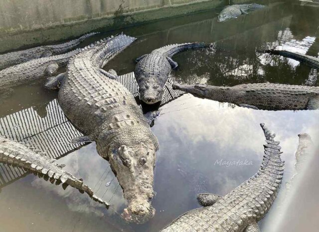 鬼山地獄 ( ワ ニ 地獄 ) の 入場料 ( 一般 )