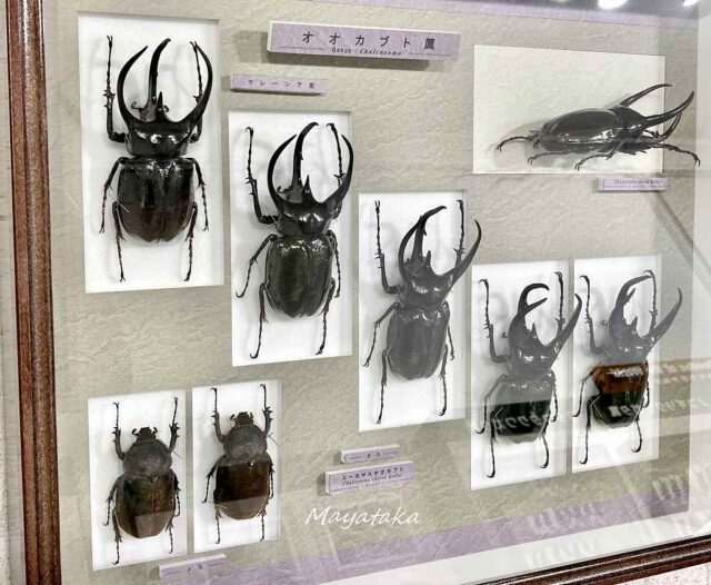 1階展示室「世界のカブト・クワガタムシ」 その２１