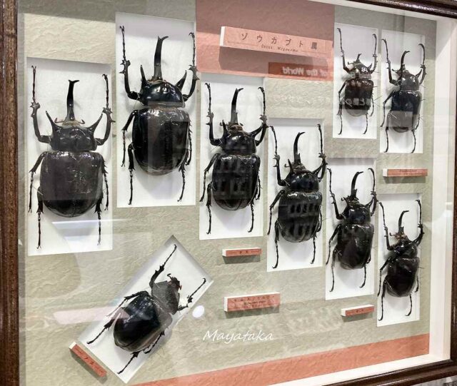 1階展示室「世界のカブト・クワガタムシ」 その２６