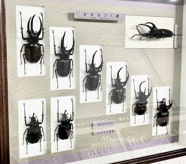 1階展示室「世界のカブト・クワガタムシ」 その２２