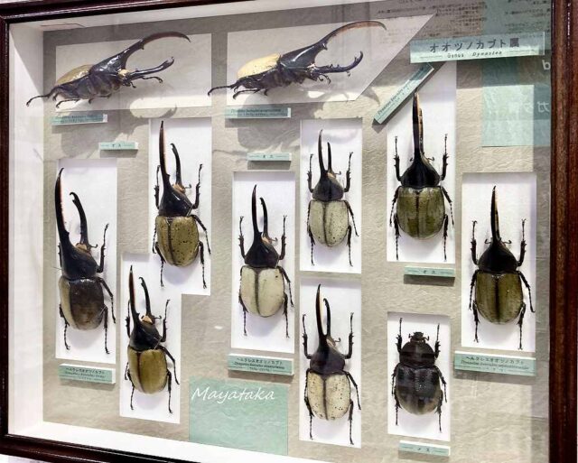 1階展示室「世界のカブト・クワガタムシ」 その１９