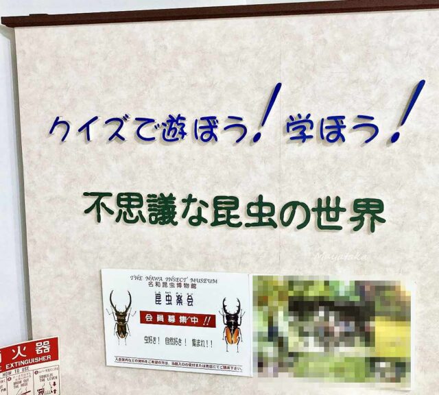 名和昆虫博物館 の 2 階 展示室 ( 昆虫クイズコーナー ) その１