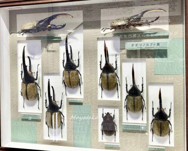 1階展示室「世界のカブト・クワガタムシ」 その１８