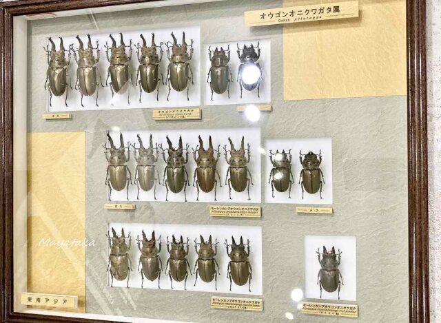 1階展示室「世界のカブト・クワガタムシ」 その１２