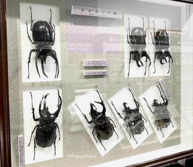 1階展示室「世界のカブト・クワガタムシ」 その２３