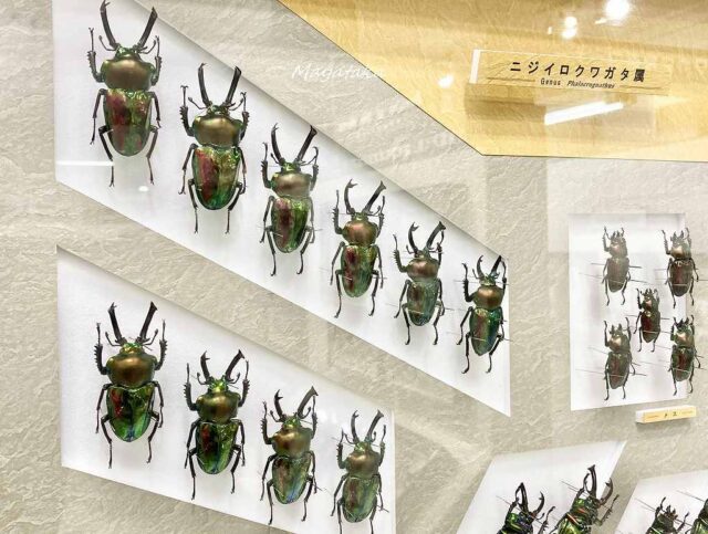 1階展示室「世界のカブト・クワガタムシ」 その８