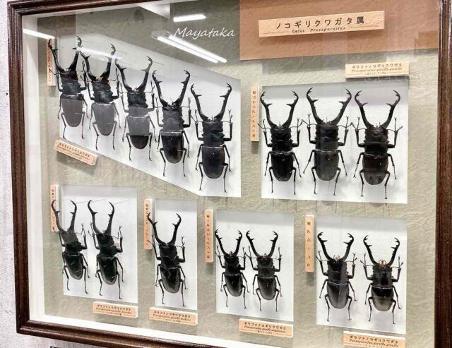 1階展示室「世界のカブト・クワガタムシ」 その１７