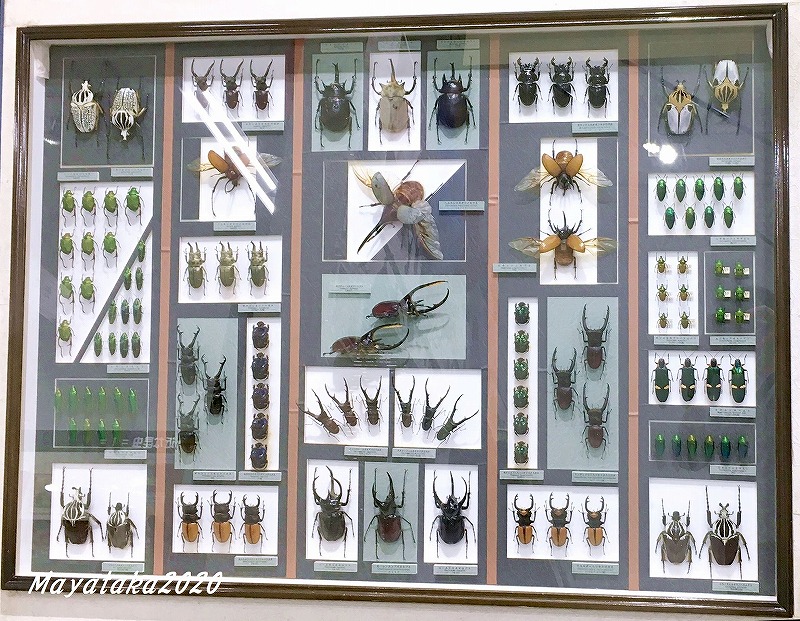 1階展示室『世界の昆虫コーナー』の標本 その1