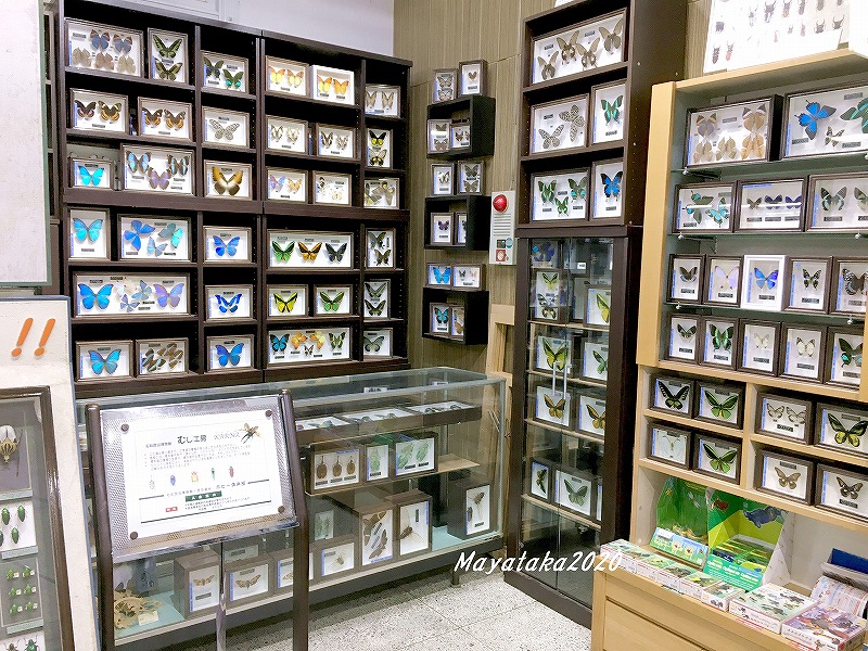 名和昆虫博物館では標本や用品など販売されています。その４