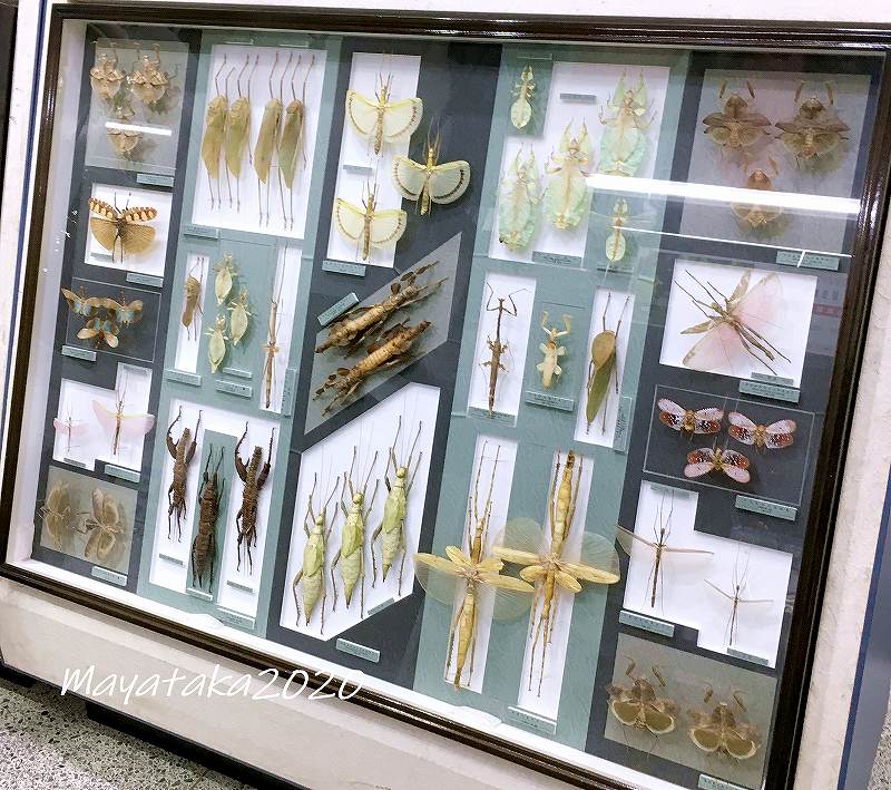 1階展示室『世界の昆虫コーナー』の標本 （ナナフシ）の写真。