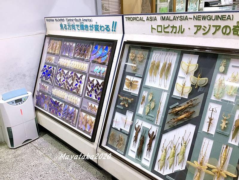 1階展示室『世界の昆虫コーナー』の標本 （モルフォ蝶とナナフシ）の写真
