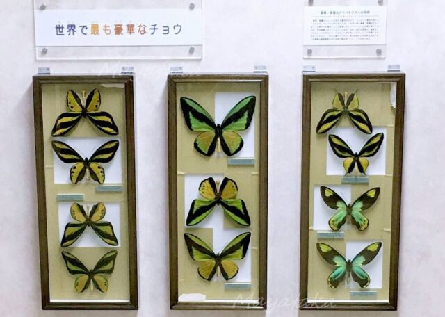 「名和昆虫博物館」2階展示室の蝶の標本 その５