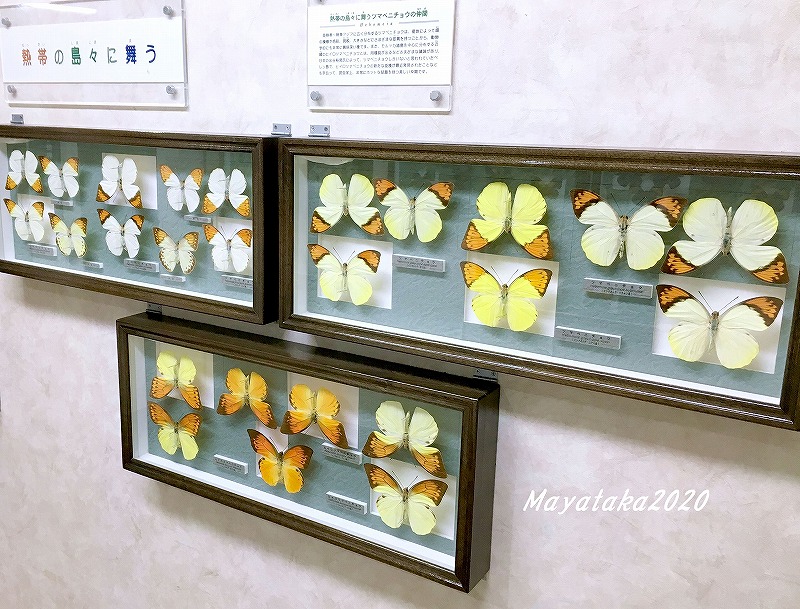 「名和昆虫博物館」2階展示室の蝶の標本 その１