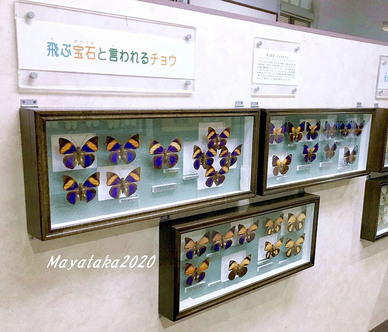 「名和昆虫博物館」2階展示室の蝶の標本 その２