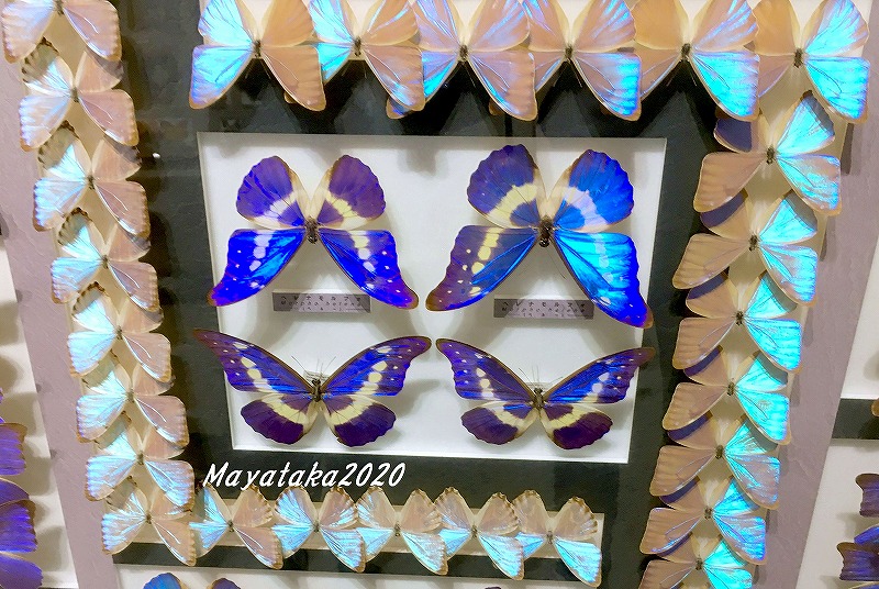 「名和昆虫博物館」2階展示室のモルフォ蝶の標本 その２