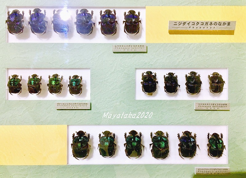 「名和昆虫博物館」2階展示室の糞虫の標本 その２